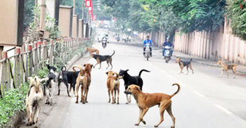 পানিতে মুখ দেওয়ায় ১৫ কুকুর-বিড়ালের প্রাণ নিলেন ব্যবসায়ী