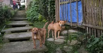 Nagaland bans sale of dog meat