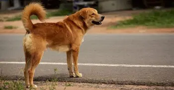 HC adjourns writ petition over relocation of stray dogs