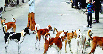 কুকুরপালের আক্রমণ, ক্ষতবিক্ষত হয়ে প্রাণ গেল শিশুর