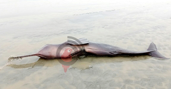 কুয়াকাটা সৈকতে ভেসে এলো মৃত ডলফিন