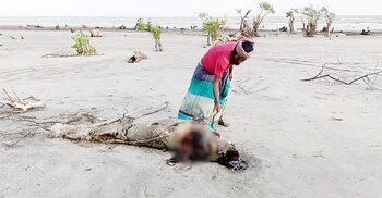 কুয়াকাটা সৈকতে ফের ভেসে এলো মৃত ডলফিন