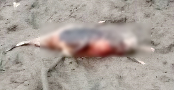 হালদা থেকে মৃত ডলফিন উদ্ধার