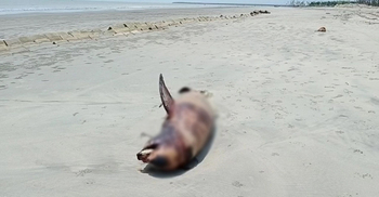 কুয়াকাটা সৈকতে ভেসে এলো আরও ২ মৃত ডলফিন