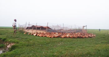 হাওরে হাঁসের খামারের সম্ভাবনার হাতছানি