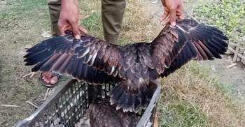 চাঁদপুরে ঈগল পাখির ৩ বাচ্চা উদ্ধার