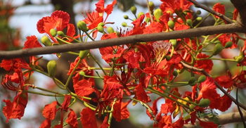 মুগ্ধতা ছড়াচ্ছে ইবির হরেক রকম ফুল