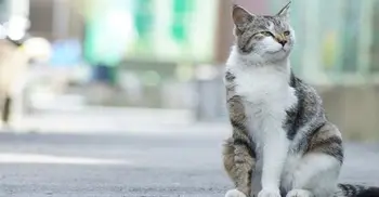 Doctor's Note: Cats and the coronavirus