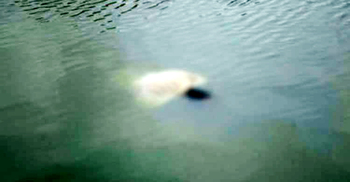 মেঘনা নদীতে ভাসছিল যুবকের মরদেহ