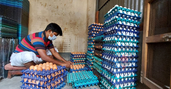 দৈনিক অবিক্রিত ৮ লাখ ডিম নিয়ে বিপাকে সিরাজগঞ্জের খামারিরা