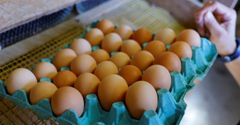 Bird flu, Ukraine war push egg prices higher worldwide