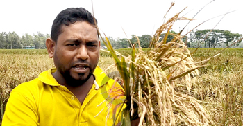 অবৈধ ইটভাটার গ্যাসে পুড়লো ৫০ বিঘা জমির ধান
