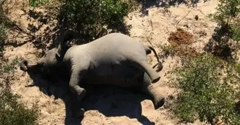 Hundreds of elephants found dead in Botswana
