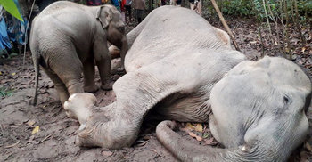 মাকে বাঁচাতে হাতির বাচ্চার কান্না, মাটিতে গড়াগড়ি