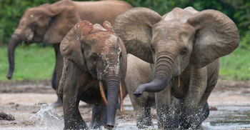 Wildlife in ‘catastrophic decline’ due to human destruction, scientists warn