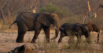 Drought kills more than 200 elephants