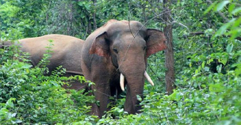 শেরপুরে ‘হাতির আক্রমণে’ কৃষকের মৃত্যু