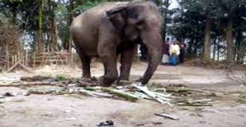 বাড়িতে বন্যহাতির আক্রমণে প্রাণ গেল কৃষকের