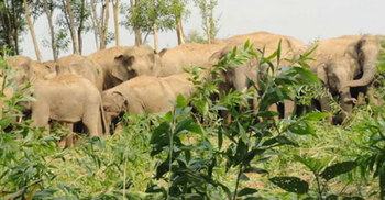 লোকালয়ে চলে আসা বন্যহাতির আক্রমণে নারীর মৃত্যু