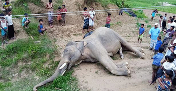 শত শত মানুষ হাতিটি দেখতে গেল