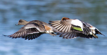টাঙ্গুয়ার হাওরে দেখা গেল বিরল প্রজাতির পাখি