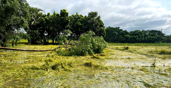 ফরিদপুরে বিভিন্ন এলাকায় বিদ্যুৎ বিচ্ছিন্ন, আমনের ব্যাপক ক্ষতি