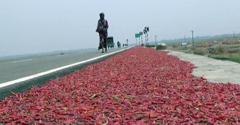 কৃষকের কাছে আশীর্বাদ হয়ে এসেছে অলওয়েদার সড়ক