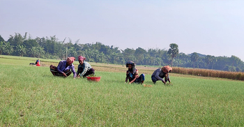 মুড়িকাটা পেঁয়াজ আবাদে খরচ বাড়লেও লাভের আশা চাষিদের