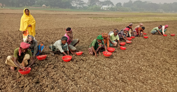 ‘কালো সোনা’ চাষে ব্যস্ত ফরিদপুরের চাষিরা, বাম্পার ফলনের আশা