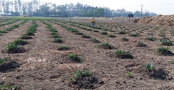 আবাসন গড়তে ভরাট হচ্ছে তিন ফসলি জমি