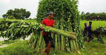 সোনালি স্বপ্নের দ্বারপ্রান্তে ফরিদপুরের পাটচাষিরা
