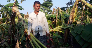 সিত্রাং তাণ্ডব: কলাবাগান নষ্ট হয়ে সর্বস্বান্ত সিদ্দিক
