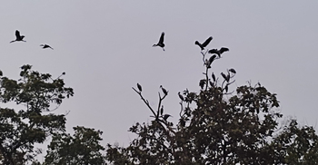 পরিযায়ী পাখিতে মুখরিত ফরিদপুরের পাট গবেষণা কেন্দ্রের মাঠ