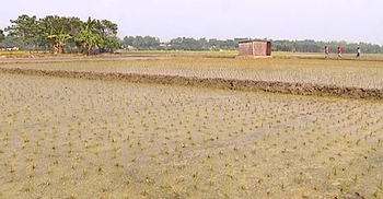 ধান চাষে বিমুখ কৃষক, কমেছে ১৫ হাজার হেক্টর জমিতে চাষাবাদ