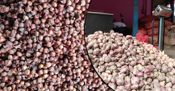 ফরিদপুরের বাজারে নতুন পেঁয়াজ, দাম কমলো ১০০ টাকা