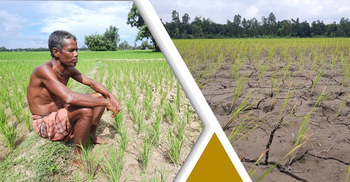 দিনাজপুরে বৃষ্টির জন্য কৃষকের হাহাকার