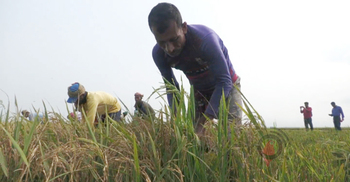 হাওরে পানি বাড়ায় ফসল কেটে নিচ্ছেন কৃষকরা