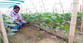 টাঙ্গাইলে প্রণোদনা পাচ্ছেন ৫০ হাজার কৃষক