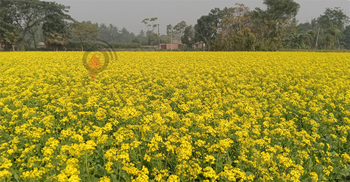 সরিষায় স্বপ্ন বুনছেন চাষিরা