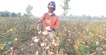 সিরাজগঞ্জে কার্পাস তুলা চাষে বাড়ছে আগ্রহ