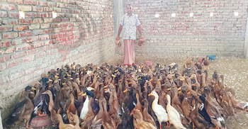 জনপ্রতিনিধি থেকে সফল খামারি, মাসে আয় লাখ টাকা