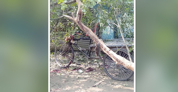 রাস্তার পাশে কাটা হচ্ছিল গাছ, মাথায় পড়ে প্রাণ গেল ভ্যানচালকের