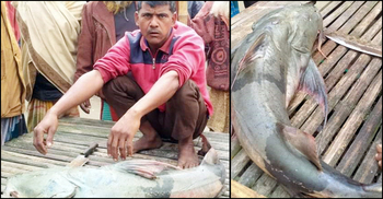 ব্রহ্মপুত্রে ধরা পড়লো ১৭ কেজির বাঘাইড়