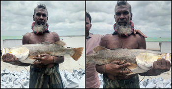 কপোতাক্ষ নদে বড়শিতে ধরা পড়লো ৮ কেজির ভেটকি