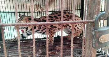 লোকালয়ে ছুটে এল মেছো বাঘ, বনে অবমুক্ত