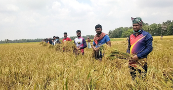 ফেনীতে প্রতিবন্ধী কৃষকের ধান কেটে দিল ছাত্রলীগ