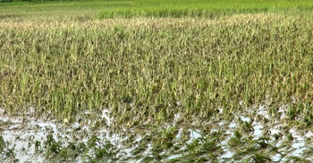 ফুলগাজীতে ক্ষেতেই পচে গেছে ১০৫ হেক্টর রোপা আমন