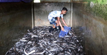 ৫ টন আফ্রিকান মাগুর বিলিয়ে দিল প্রশাসন
