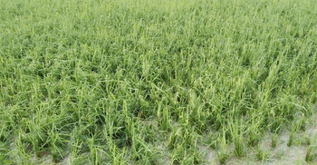 শিলাবৃষ্টিতে ফসলের ব্যাপক ক্ষতি