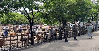 শরীয়তপুরে শুরু হলো ব্যতিক্রমী গরুর হাট